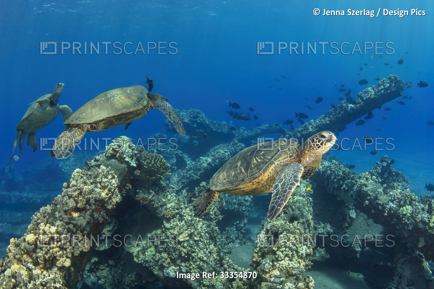Three Hawaiian green sea turtles (Chelonia mydas) swimming along the coral; ...