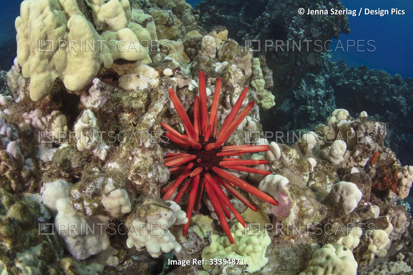Red pencil urchin (Heterocentrotus mamillatus) resting in the coral feeding on ...