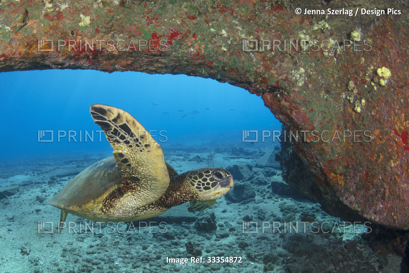 Hawaiian green sea turtle (Chelonia mydas) swimming along the ocean floor under ...