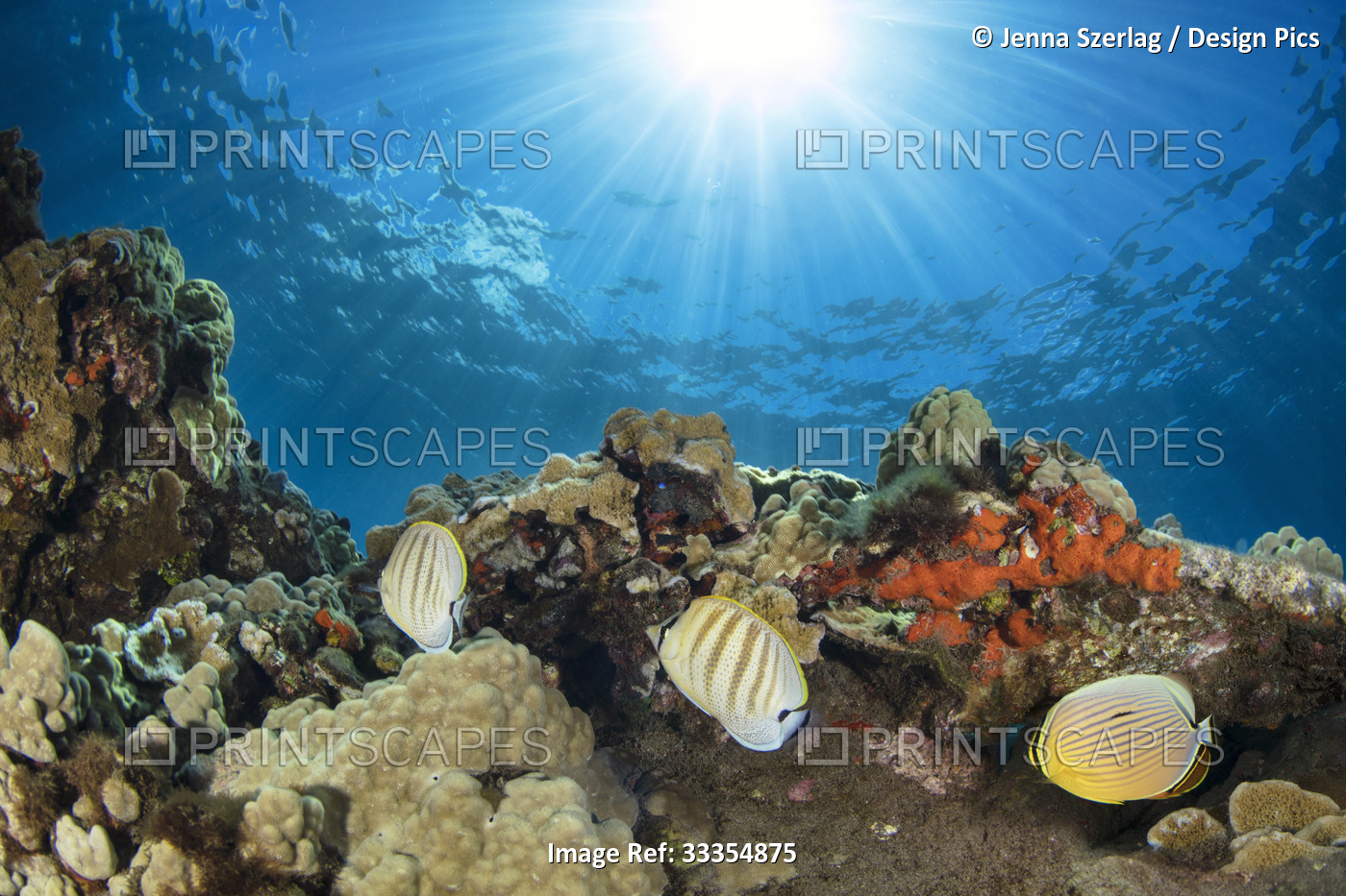 Endemic multiband butterflyfish (Chaetodon multicinctus) swimming with an oval ...