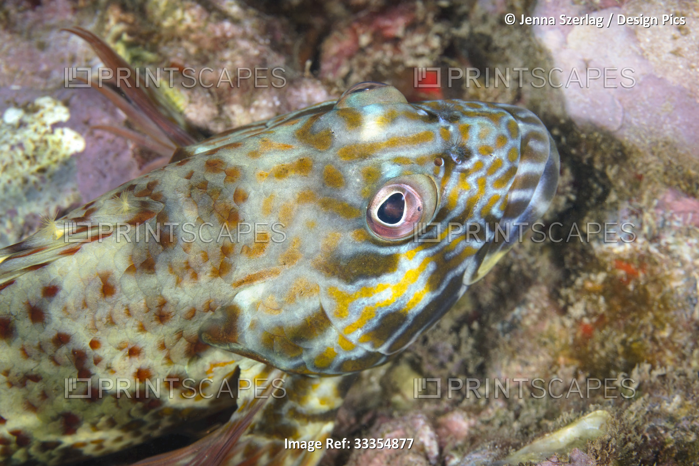 Close-up portrait of a stocky hawkfish (Cirrhitus pinnulatus); Maui, Hawaii, ...