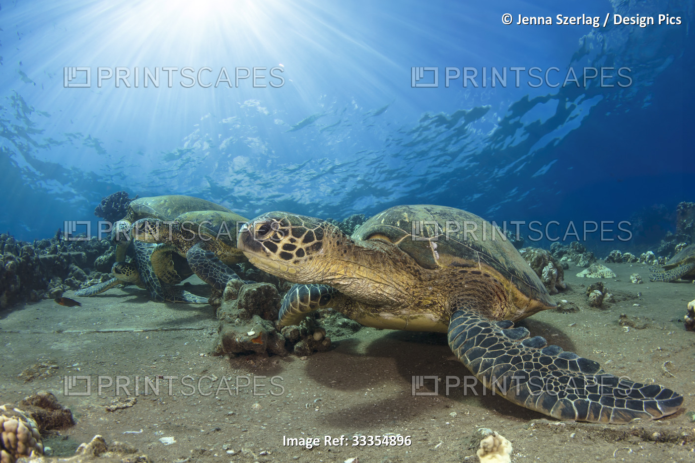 Several Hawaiian Green sea turtles (Chelonia mydas) rest on reef with sunburst; ...