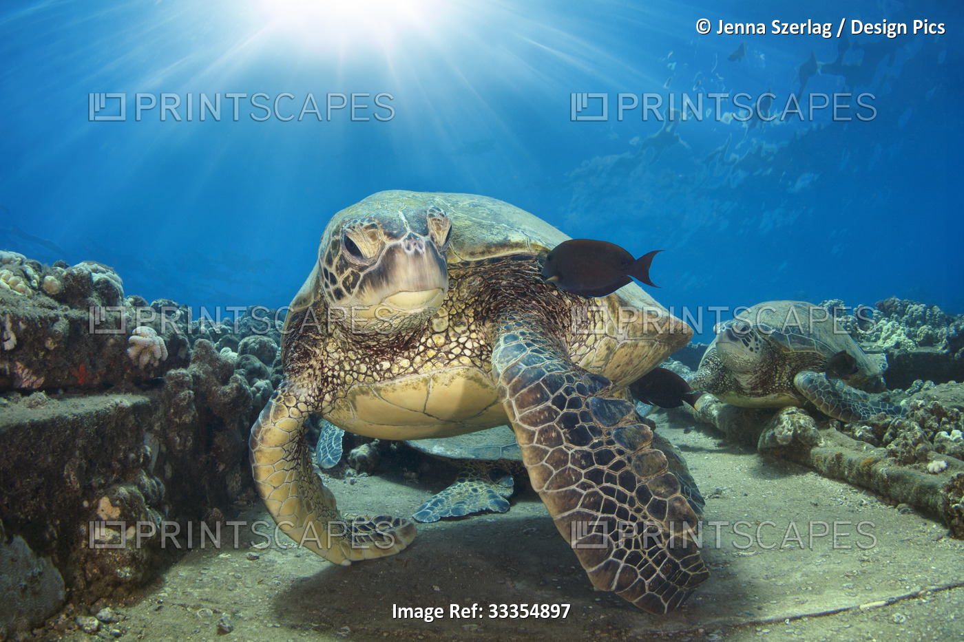 Hawaiian Green sea turtle (Chelonia mydas) with sunburst; Maui, Hawaii, United ...
