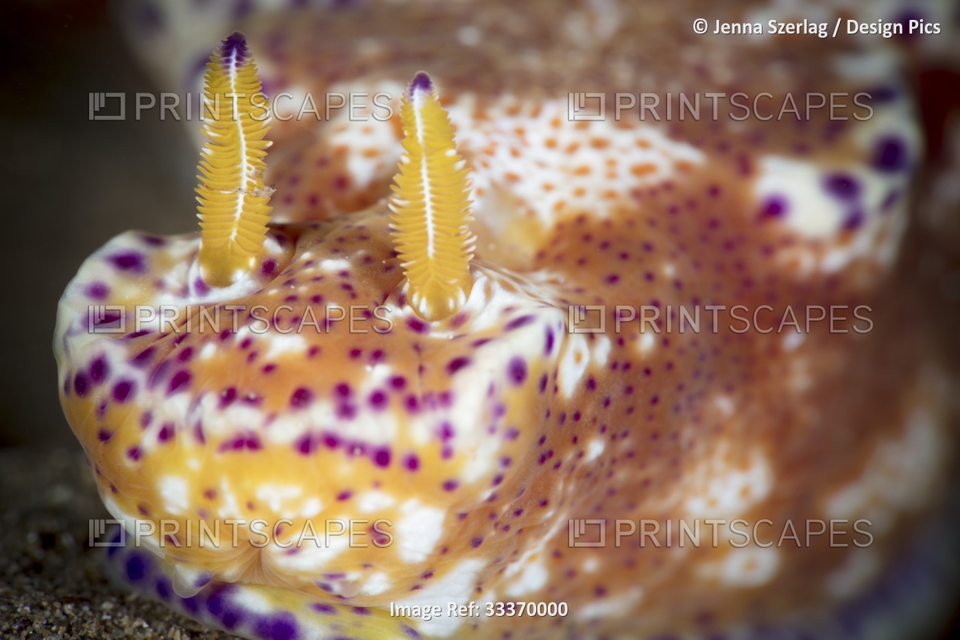 Front view of Kangaroo Nudibranch (Ceratosoma tenue) with rhinophores; Maui, ...