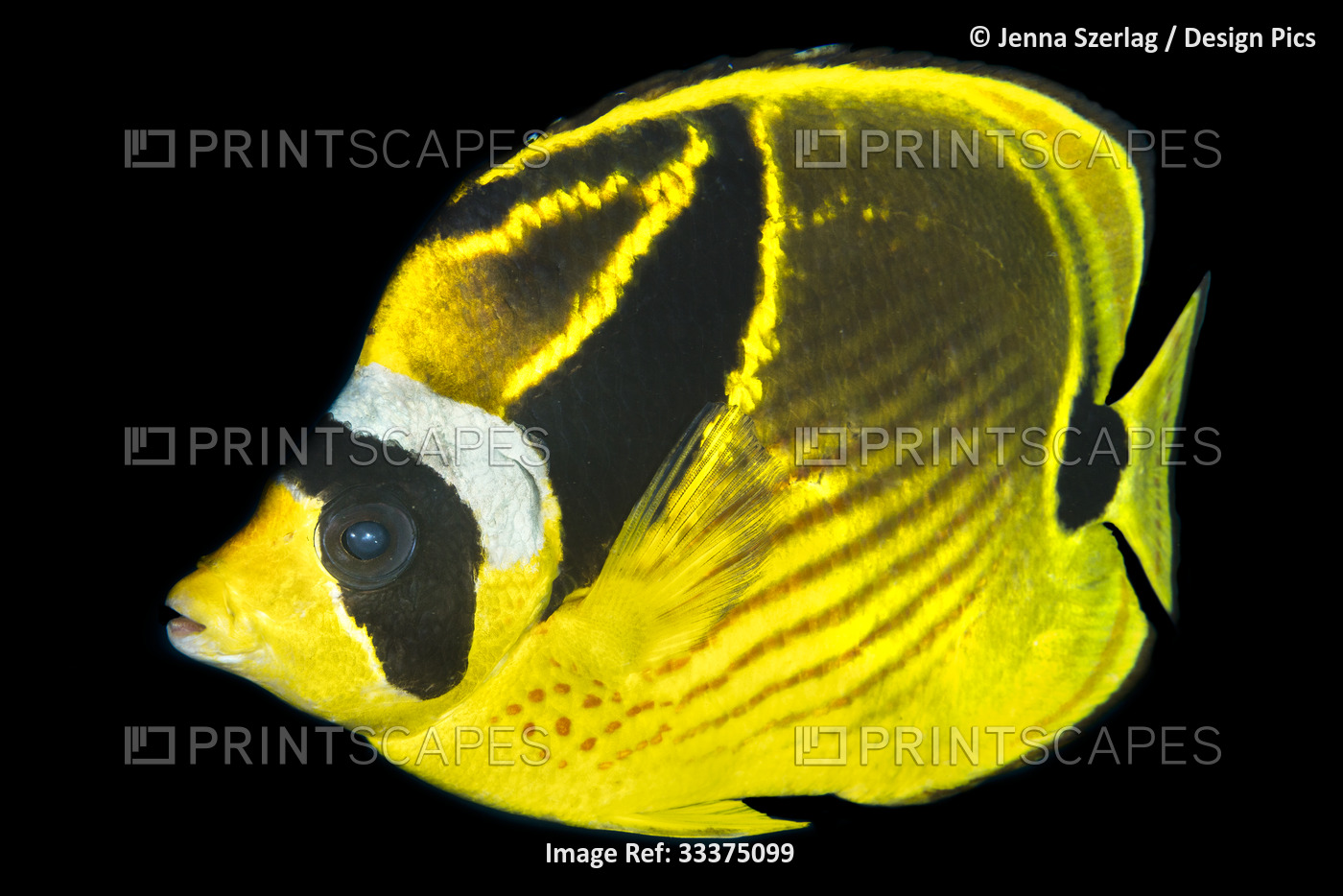Close-up portrait of a racoon butterflyfish (Chaetodon lunula) with a black ...