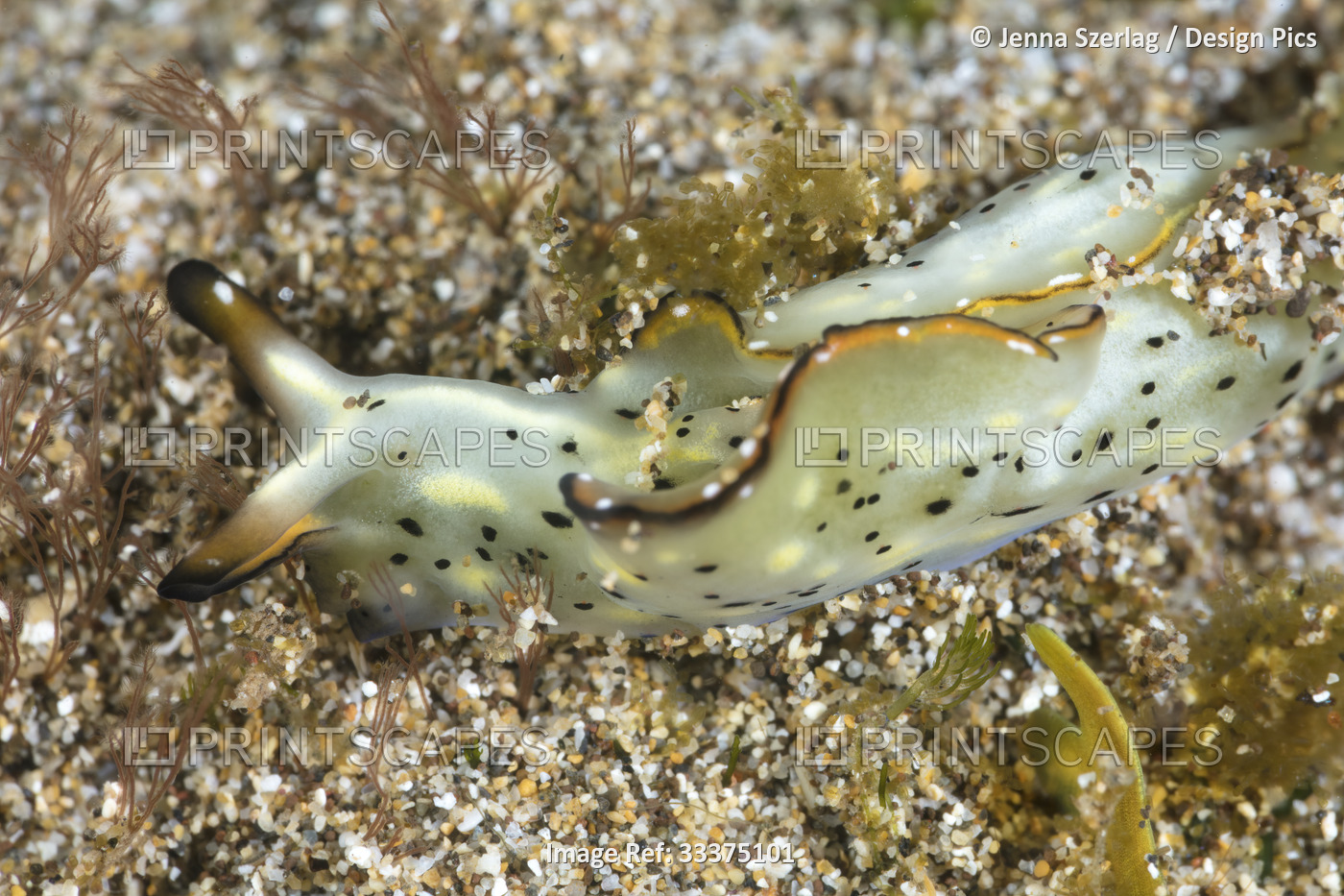 Elysia marginata sea slug, 75mm, Maui; Hawaii, United States of America