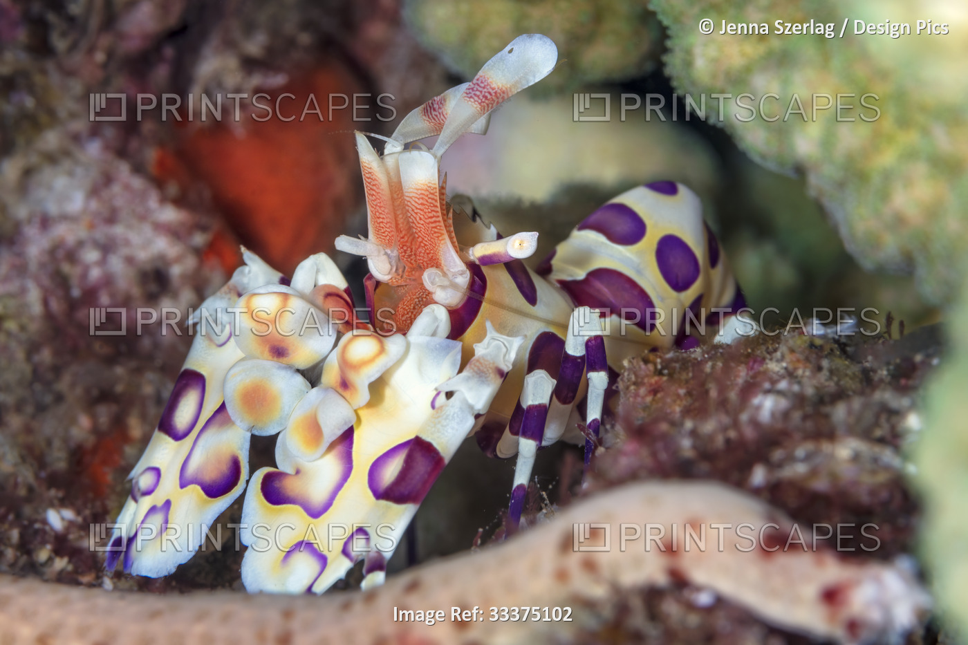 A beautiful Harlequin Shrimp (Hymenocera picta) sits within the colorful reef, ...