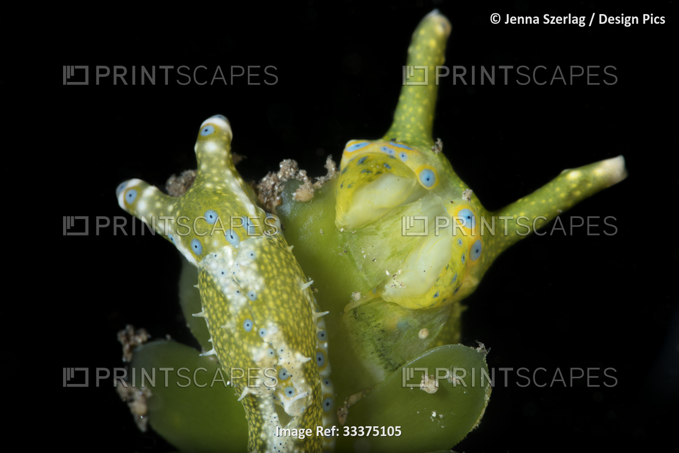 Rare,two Oxynoe jordani sea slug feeding on Caulerpa taxifolia on a black ...