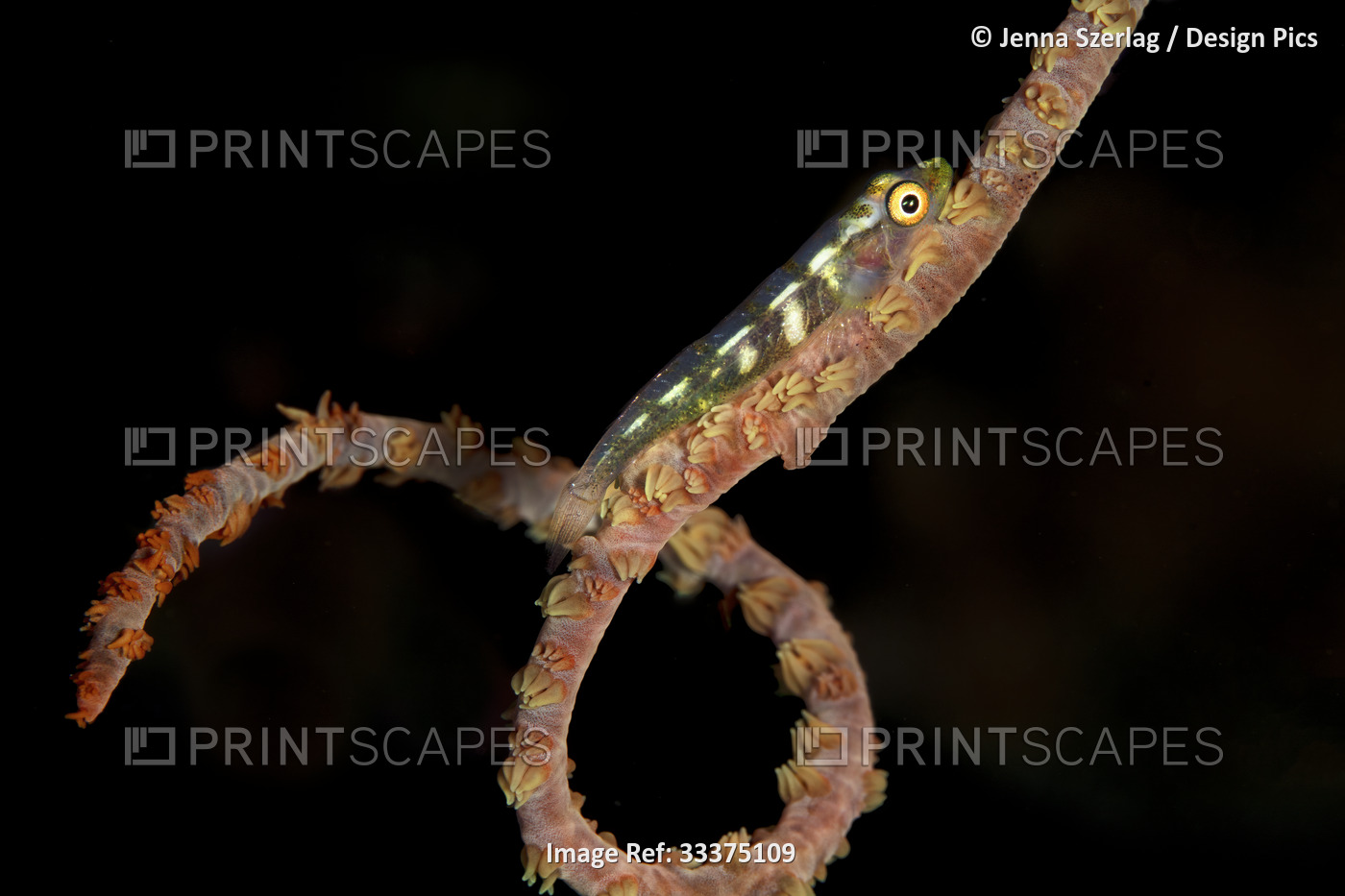 A tiny,one inch Goby fish (Gobiidae) sits on a spiraled, wire coral ...