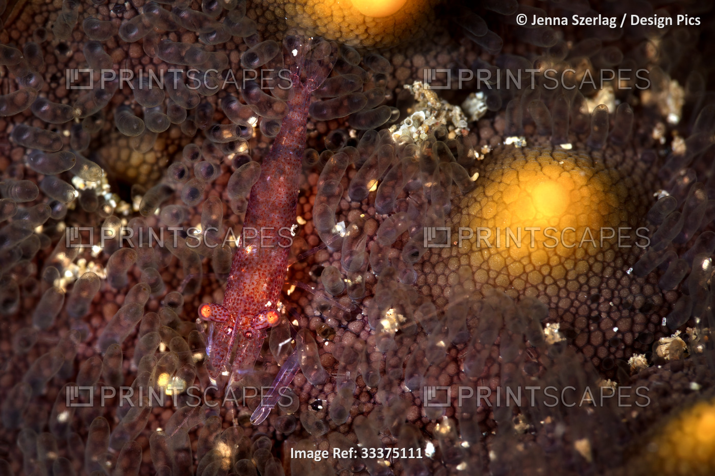 Closeup of a colorful red shrimp (Caridea) on a sea star (Asteroidea), Maui; ...