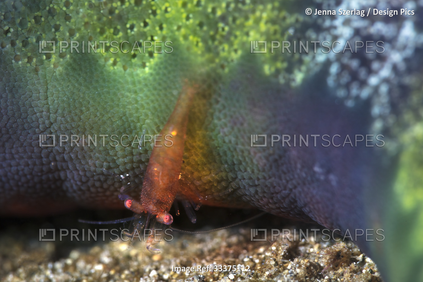 Close-up of a colorful 2cm shrimp (Caridea) on a sea star (Asteroidea), Maui; ...