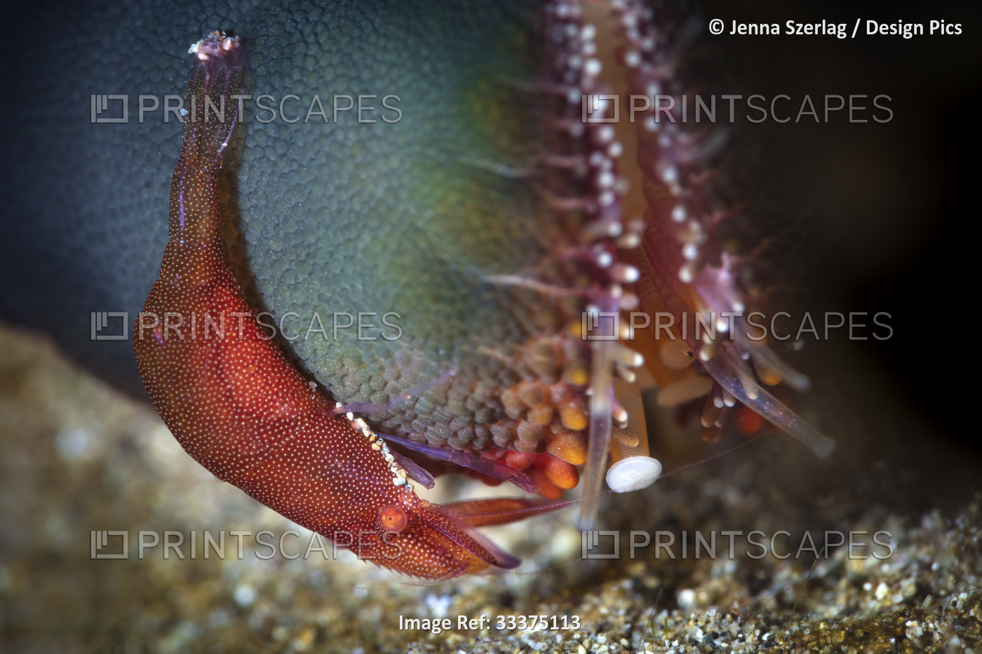 Close-up of a colorful shrimp (Caridea) on a sea star (Asteroidea), Maui; ...