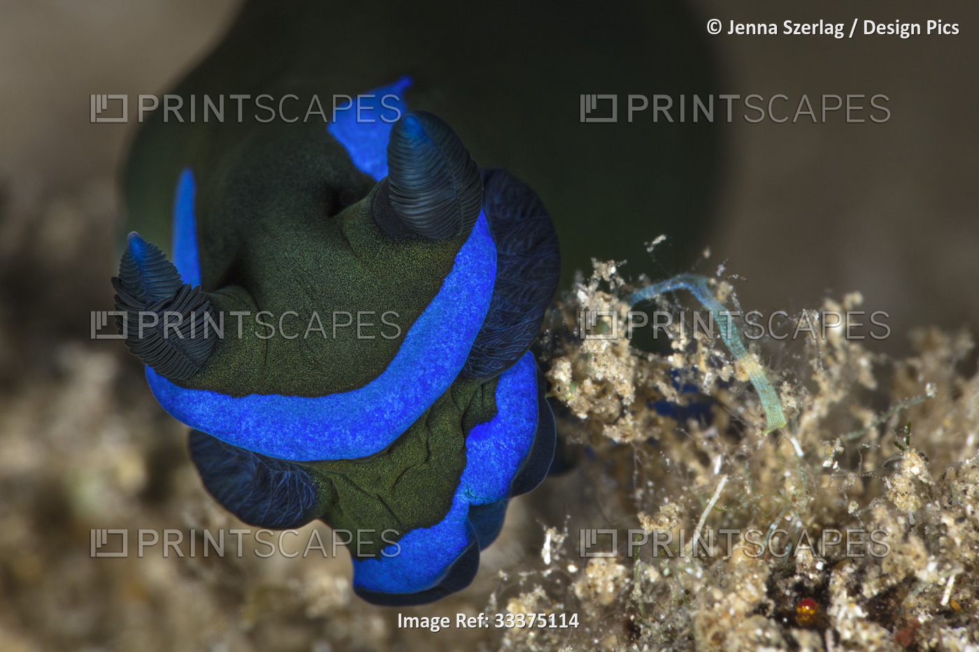 Close-up, front view of a Gloomy Nudibranch (Tambja morosa) with its ...