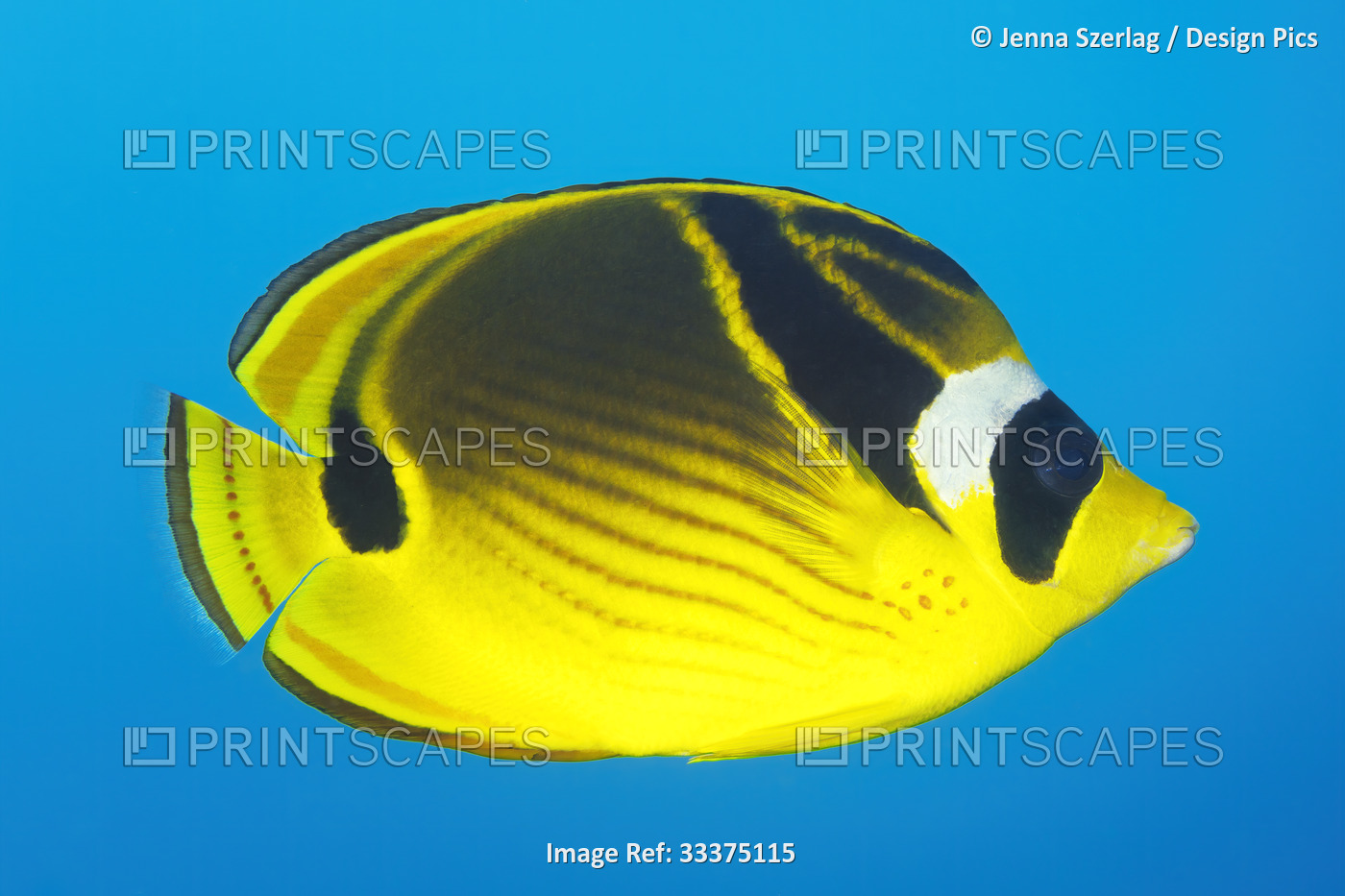 Close-up portrait of a racoon butterflyfish (Chaetodon lunula) swimming in ...