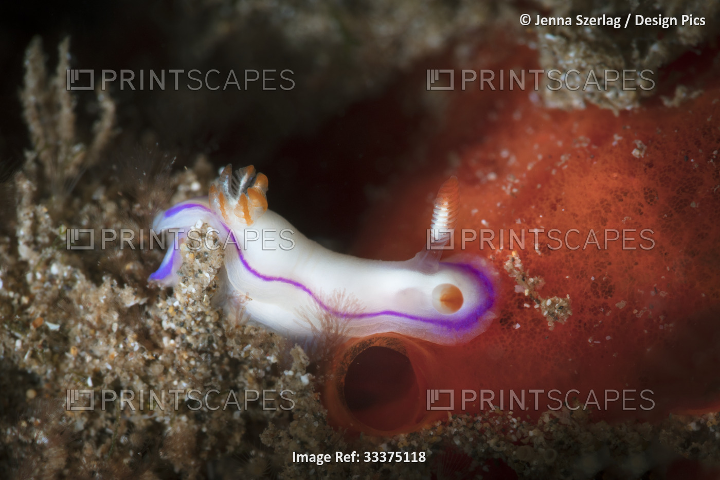 Close-up of a 1 inch, Danielle's Nudibranch (Thorunna daniellae), Maui; Hawaii, ...