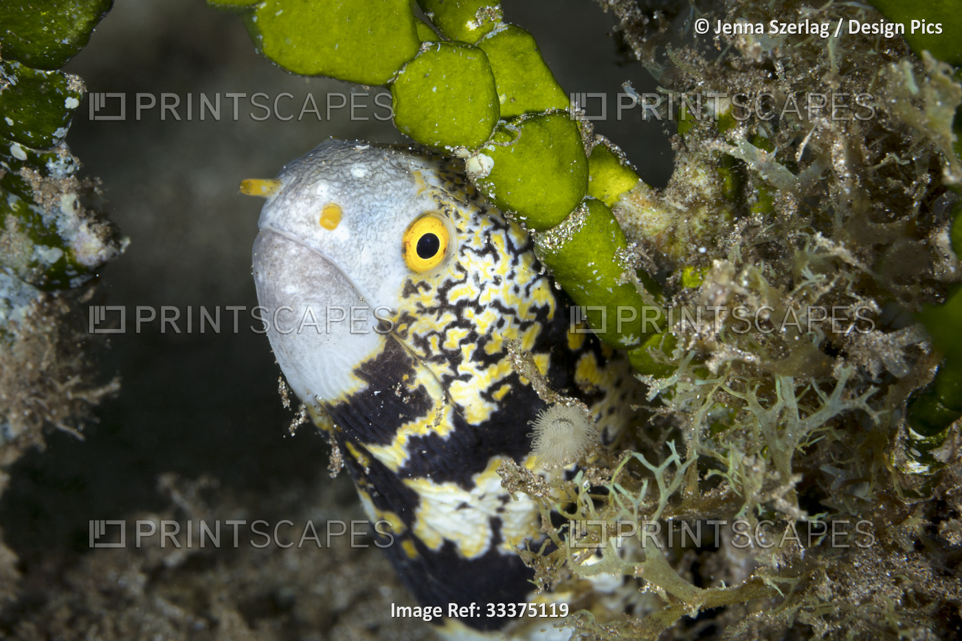 Snowflake Moray Eel (Echidna nebulosa), Maui; Hawaii, United States of America