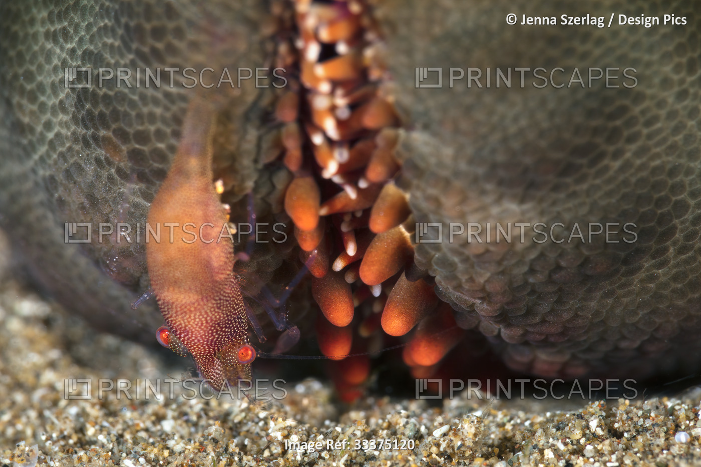 Close-up of an orange shrimp (Caridea) on a sea star (Asteroidea), Maui; ...