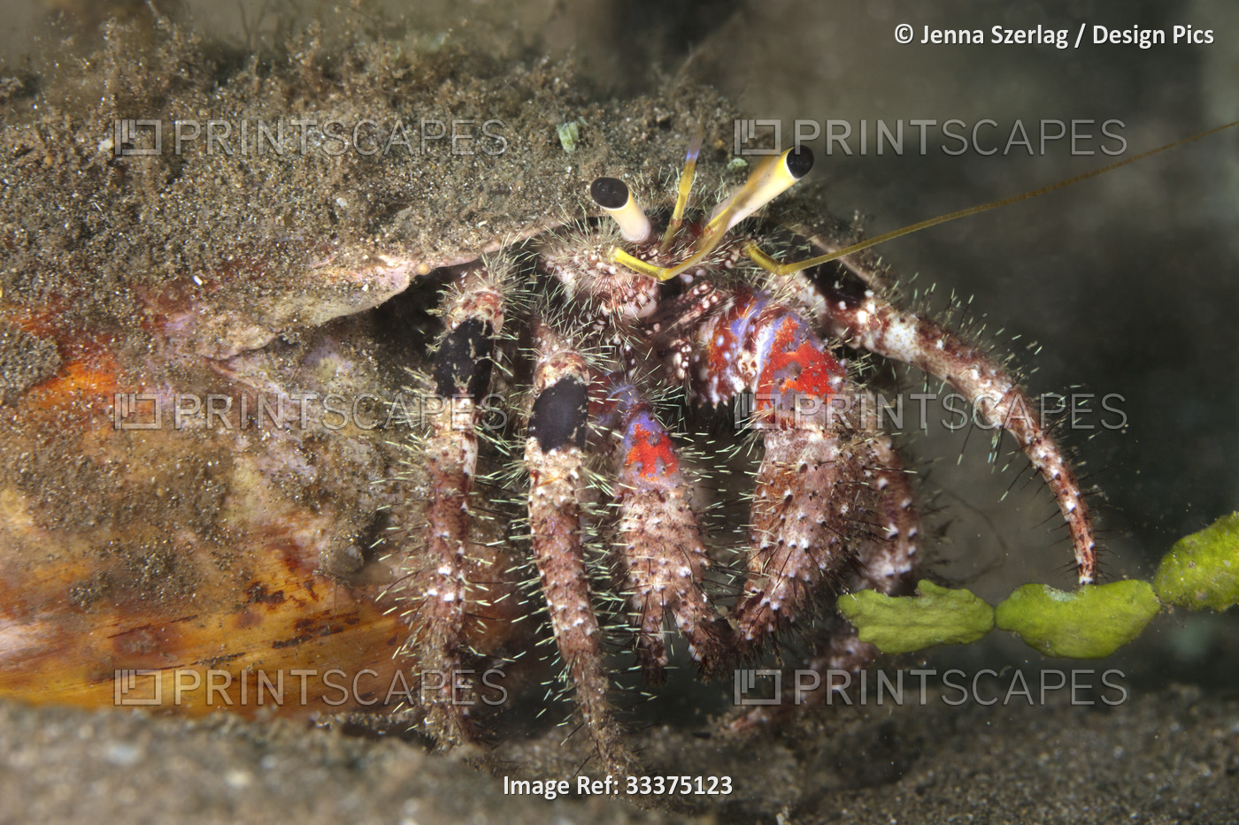 Close-up of a Bloody Hermit Crab (Dardanus sanguinocarpusis) hanging out of its ...