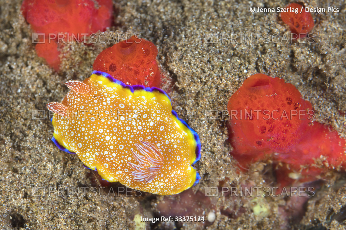 White Spotted Nudibranch (Goniobranchus albopunctatus) on coral reef, Maui; ...