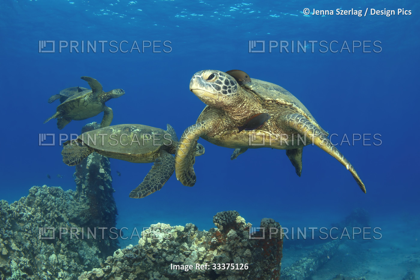 Three Hawaiian green sea turtles (Chelonia mydas) swimming in Lahaina, Honu, ...