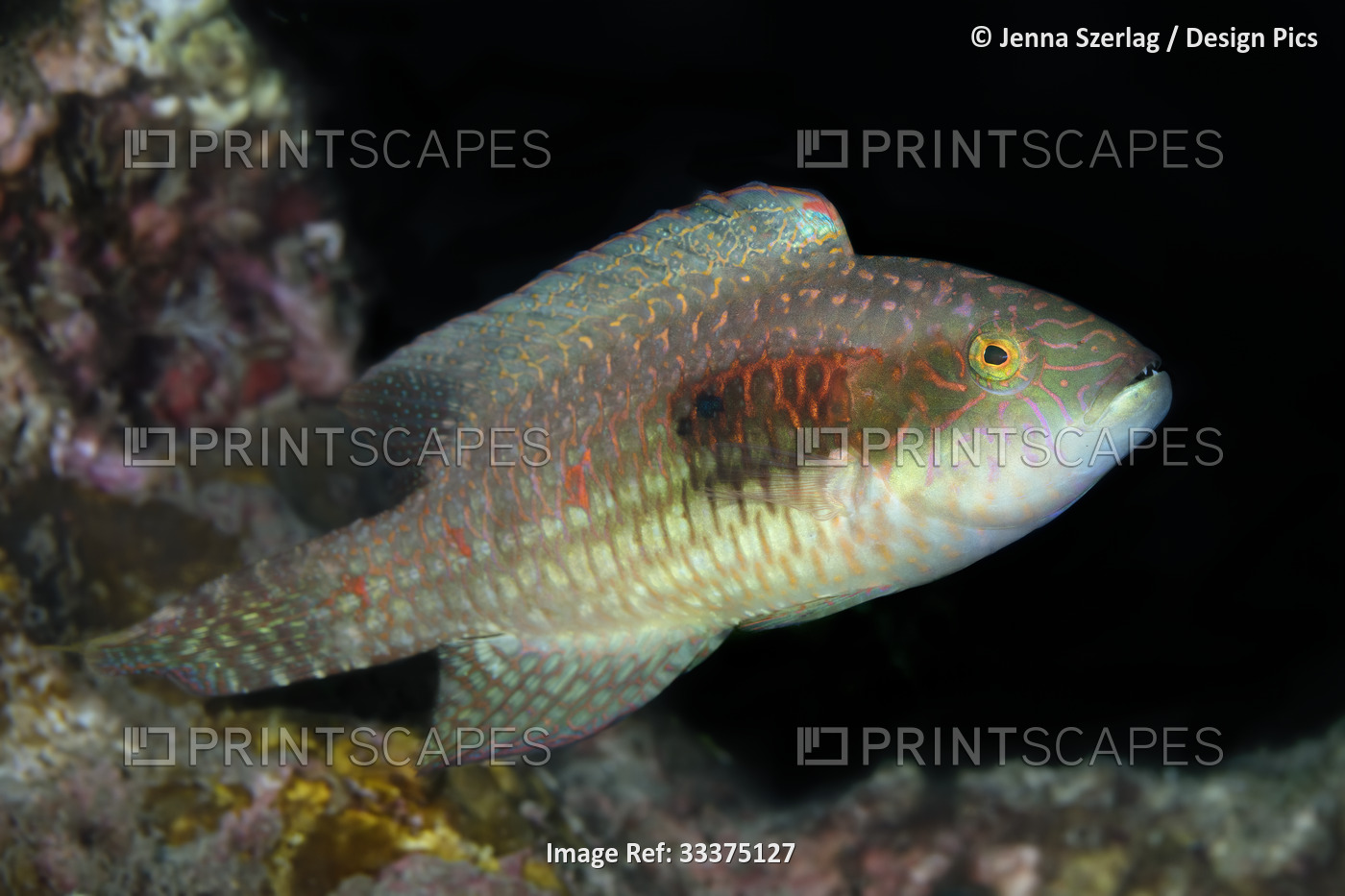 Young, Stareye Parrotfish (Calotomus carolinu) still in transition, Maui; ...