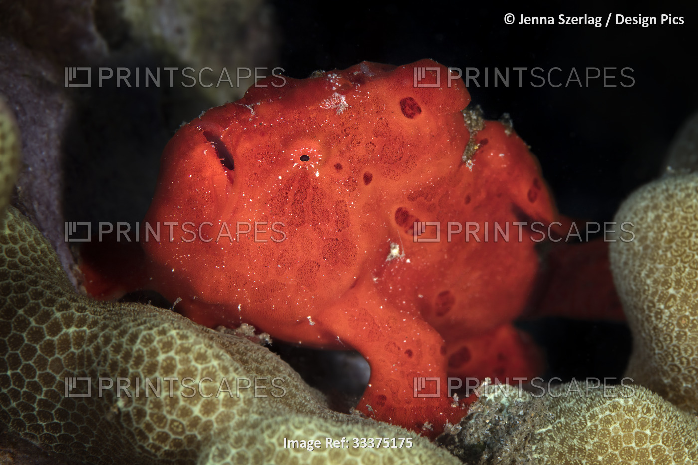 A bright, red frogfish (Antennarius nummifer) sits on coral reef with black ...