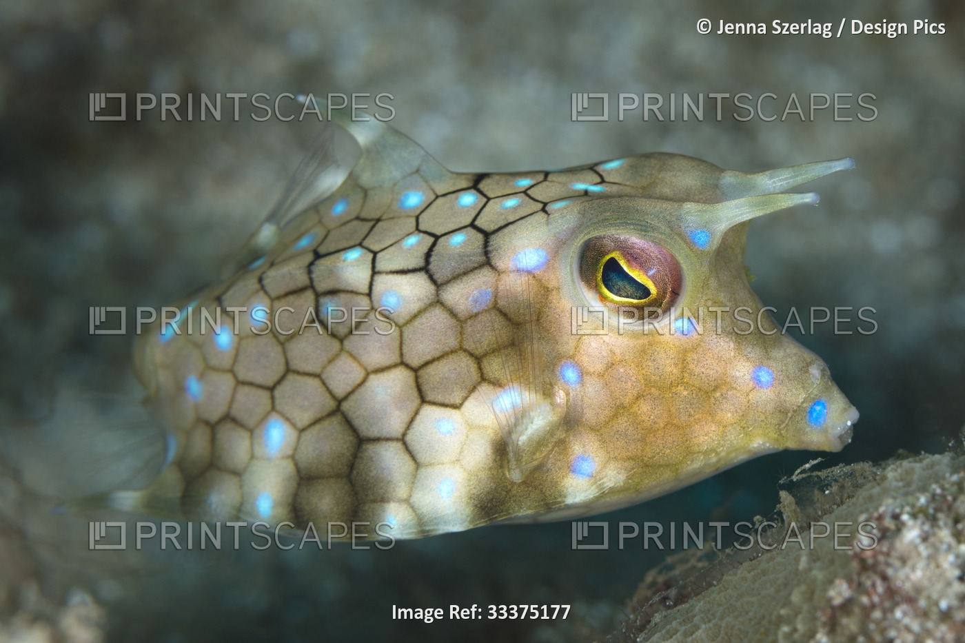 Close-up of a Thornback Cowfish (Lactoria fornasini), Maui; Hawaii, United ...