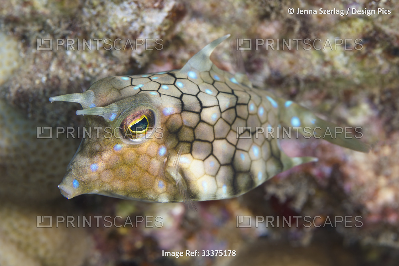 Close-up of a Thornback Cowfish (Lactoria fornasini), Maui; Hawaii, United ...