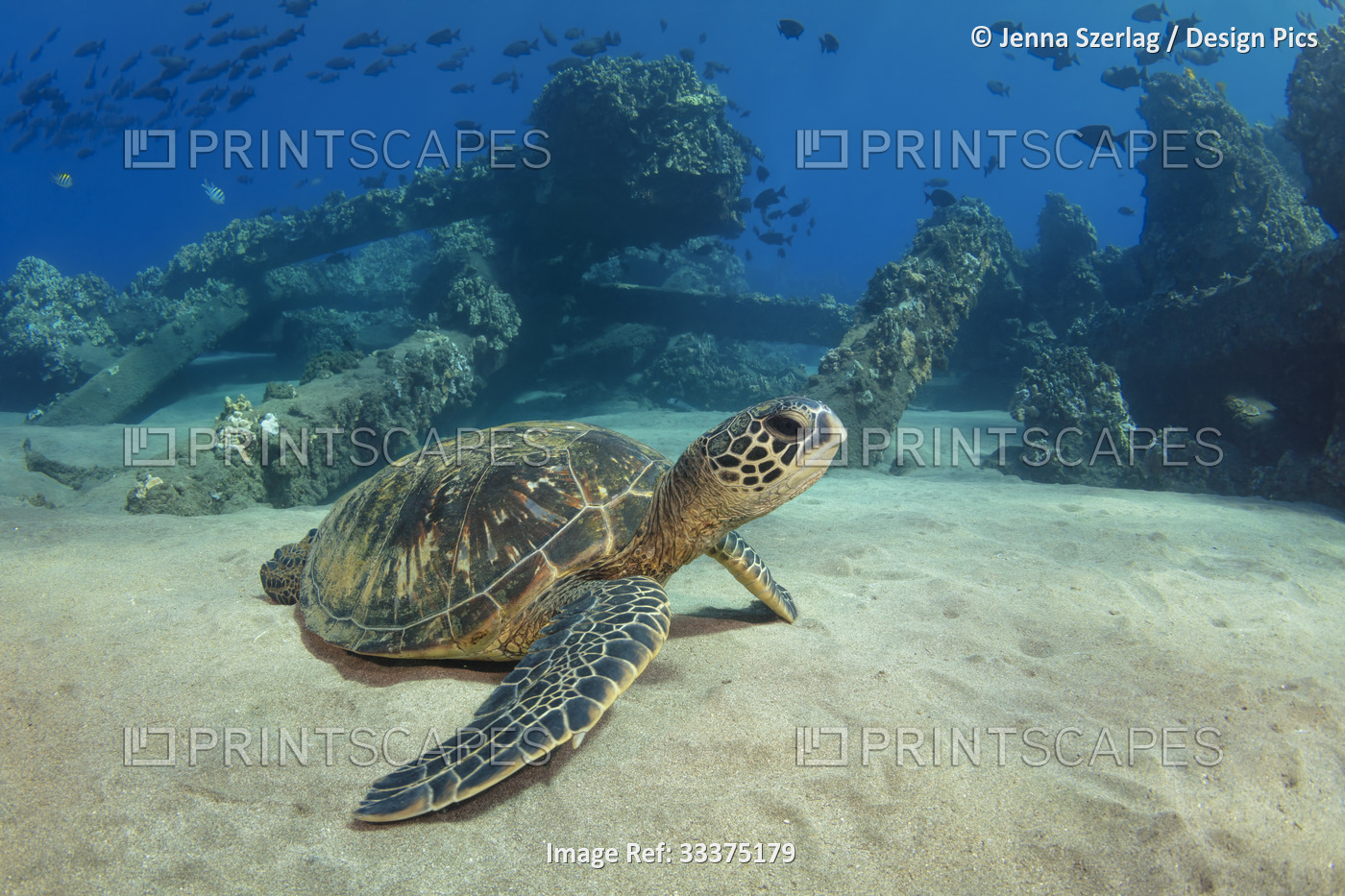 Portrait of a young, Hawaiian green sea turtle (Chelonia mydas) resting in the ...