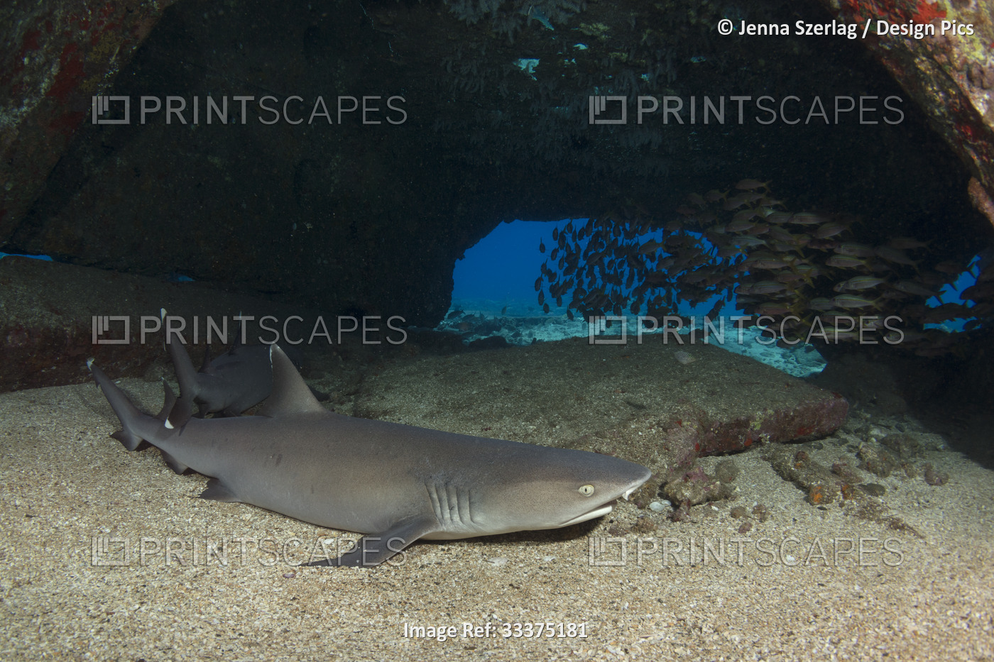 Whitetip Reef Sharks (Triaenodon obesus) resting in the sand on the ocean floor ...