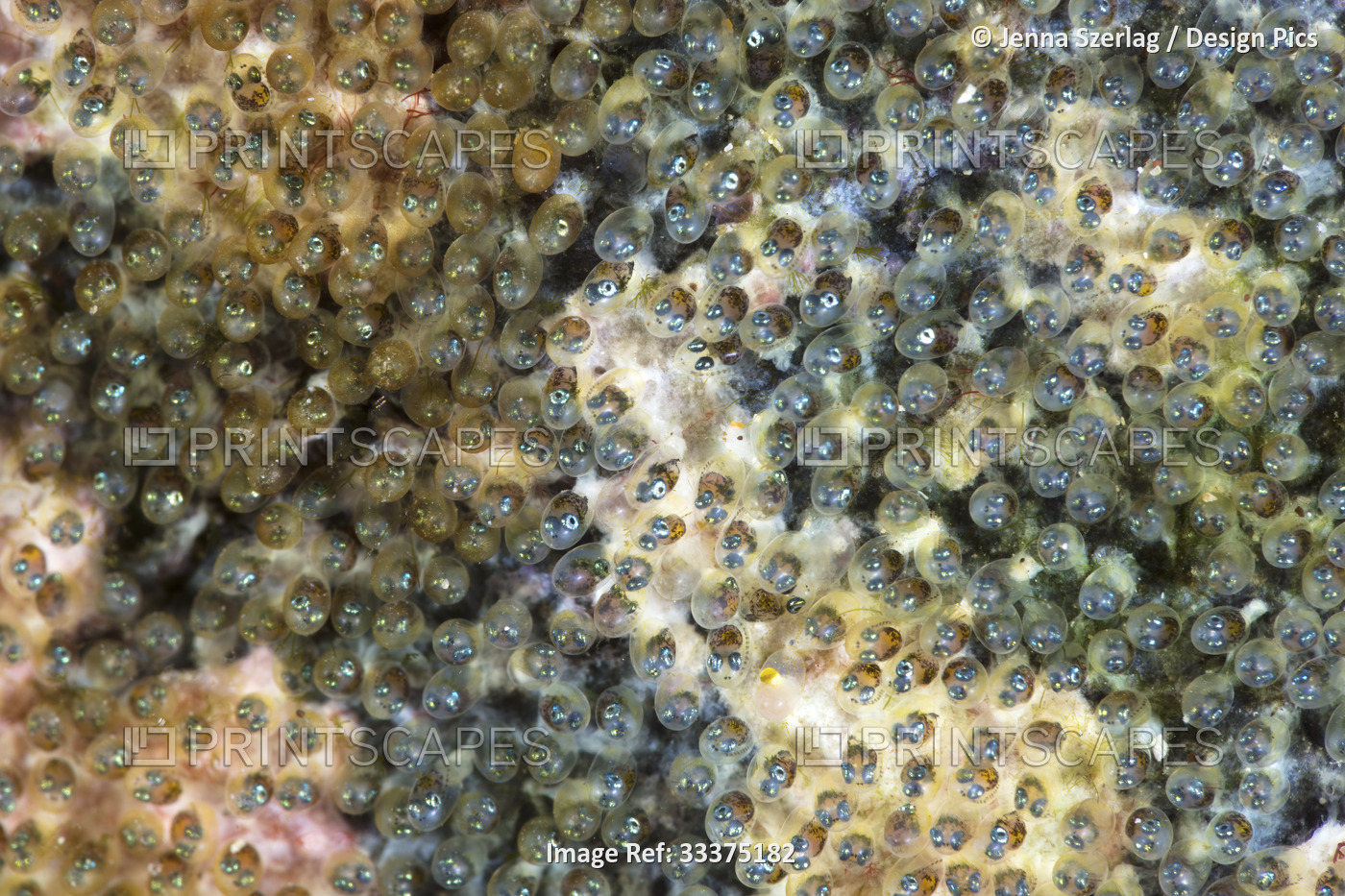 Blackspot Sergeantfish (Abudefduf sordidus) Egg Nest with hundreds of 1mm size ...